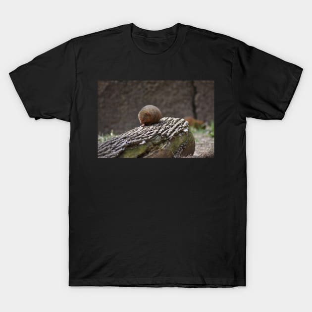 Mongoose T-Shirt by MarieDarcy
